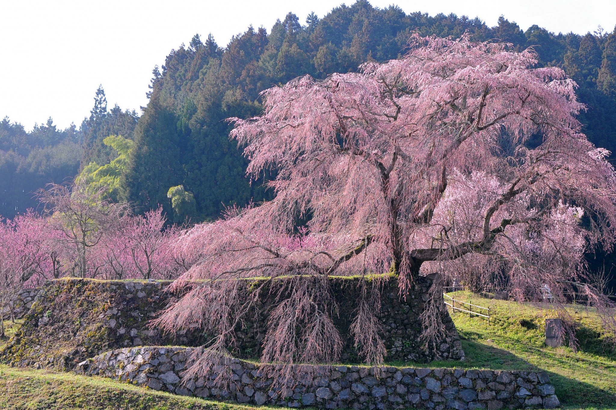 又兵衛 桜 奈良