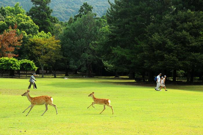 飛火野 | 奈良県の観光情報まとめサイト NARABURA（奈良ぶら） 